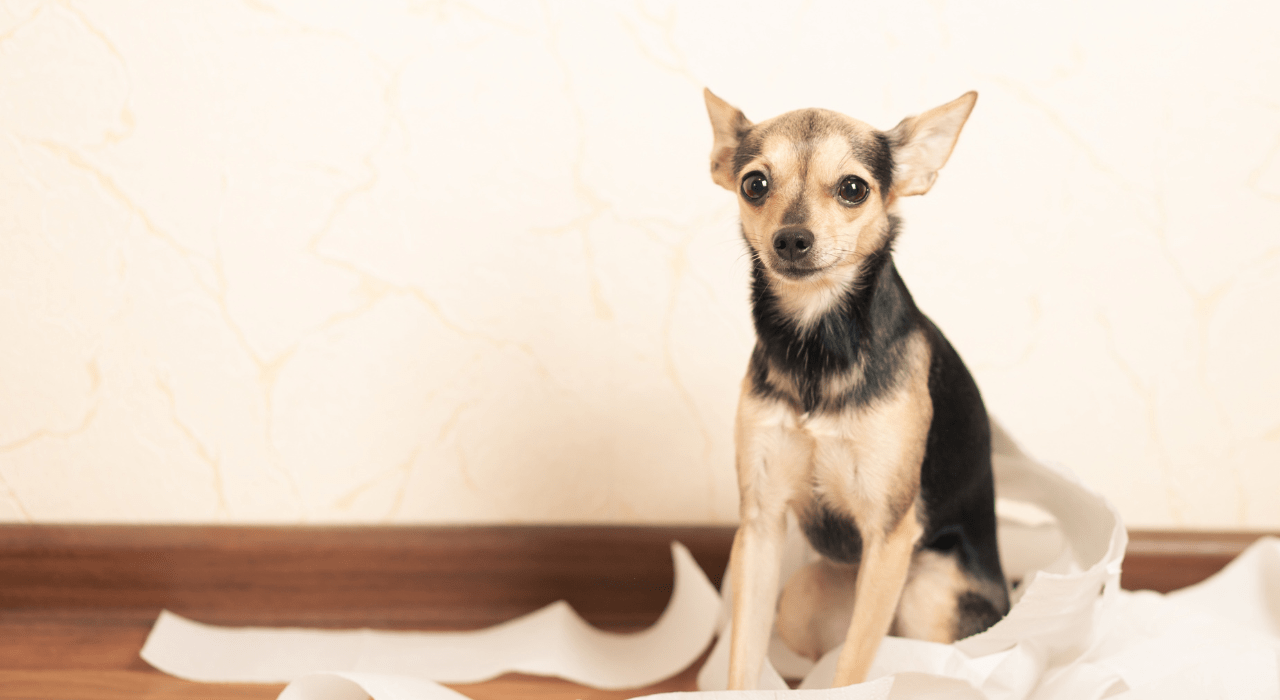 Can Bully Sticks Cause Diarrhea in Puppies Facts & Myths