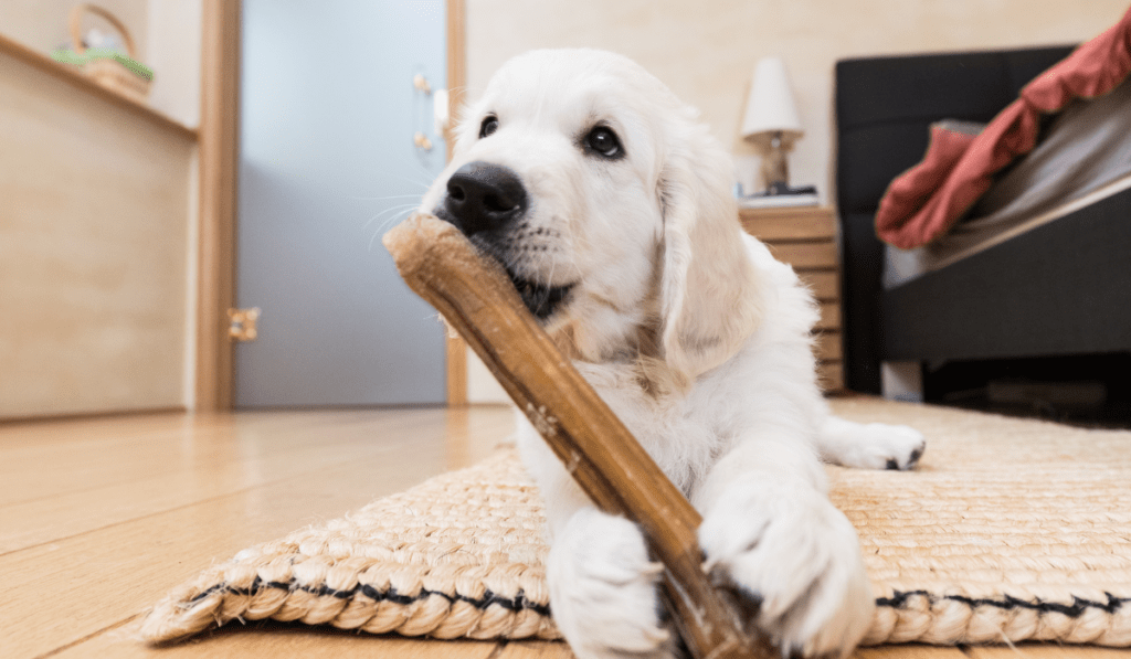 The Optimal Frequency of Offering Bully Sticks to Your Dog: How Many Can They Have in a Week?