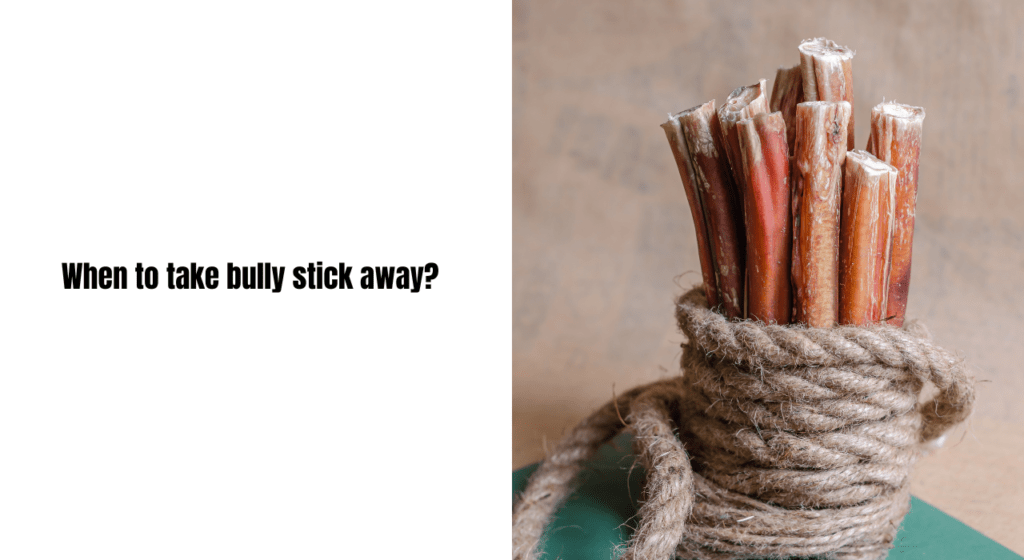 When should I take away my dog's bully stick?