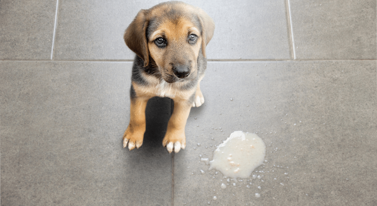 can bully sticks cause diarrhea?