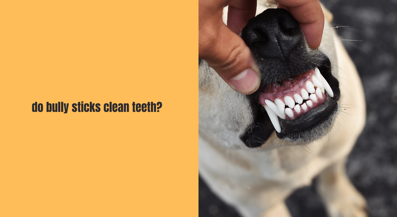 do bully sticks clean teeth?