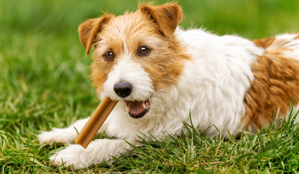 Best Long-Lasting Dog Chews for Puppies