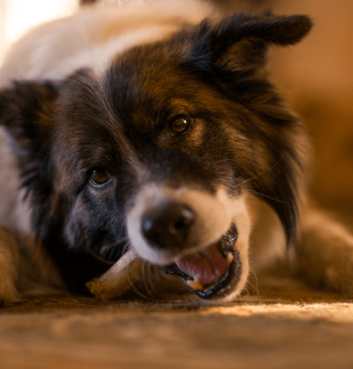 Dogs Enjoying Their Bully Sticks