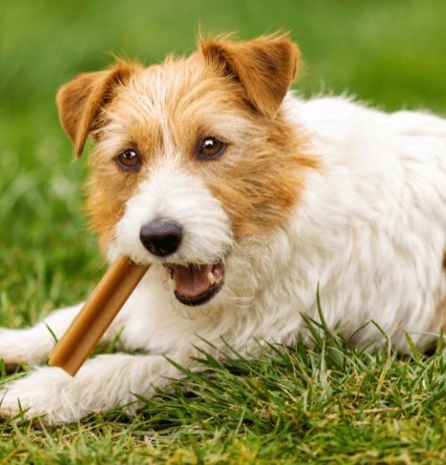 Dogs Enjoying Their Bully Sticks