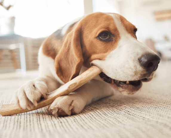 How to Properly Feed Bully Sticks to Your Dog
