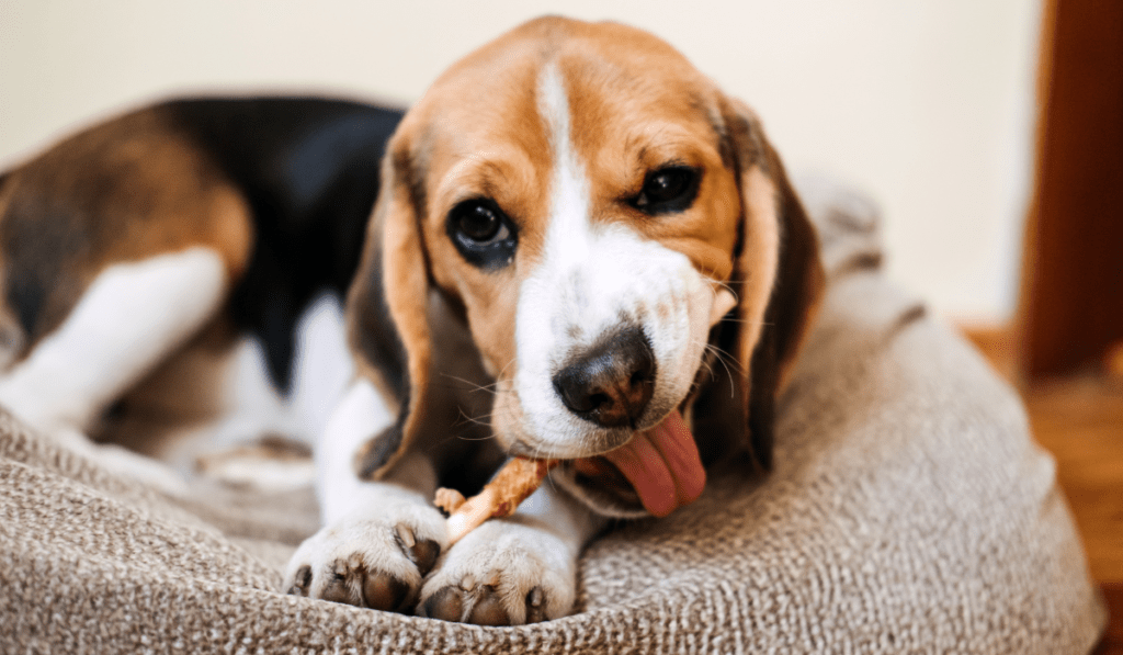 Long Lasting Dog Treats for Sensitive Stomachs