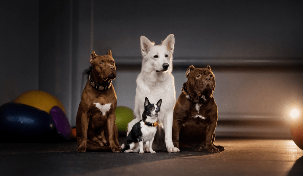 top 3 dog breeds